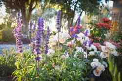 ou skools garden