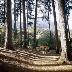 The Newlands forest, meters from the house.