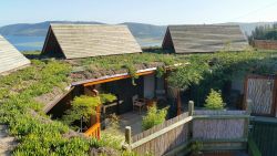Organic, indigenous planted living roofs...