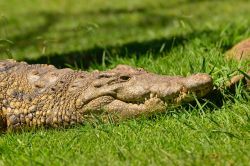 Crocodiles
