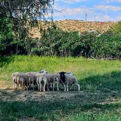 Anker Back Garden-
Take a stroll to the back garden and be transported to this charming,pastoral scenery, where we have sheep grazing in the field ... take a walk, let your children talk to the sheep and hear them Mehh...