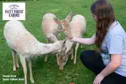 Hand feed our tame Fallow Deer