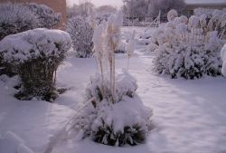 Garden after snow