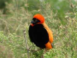 Birding