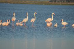Flamingos less than 200m from Quay West