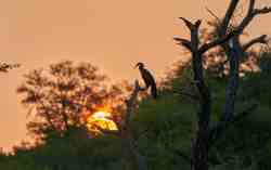 Game Drives