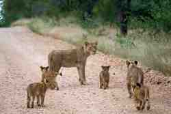Game Drives
