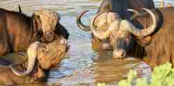 Game Drives