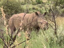 Pilanesberg only 3 km away