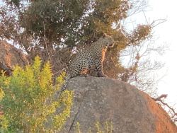 Pilanesberg Game Reserve