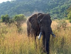 Pilanesberg Game Reserve