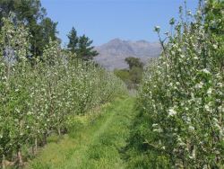 Fruit Orchards in Spring