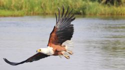 Bird life