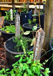 Fresh herbs from our landscaped gardens