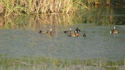 Bird watchers paradise