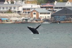 Whales in the Bay