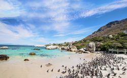 Penguin Colony nearby