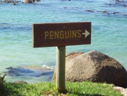 15min walk to Boulder's Beach Penguin Colony and swim among the penguins.
5 min walk to swimming beaches,