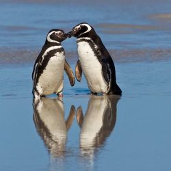 Penguins