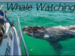 Whales