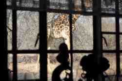 kitchen window with giraffe outside