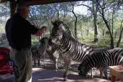 patio with visit zebra
