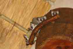 bush baby on the loft