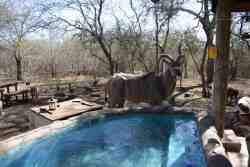 splashpool on the patio with visit of kudu