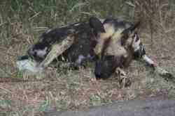 Bordering kruger park