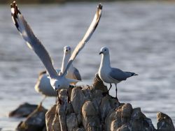 The bird life at the Salt Pan