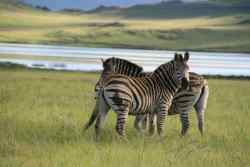Wildlife