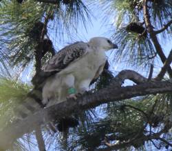 Birdlife