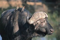 Wild Life = Buffalos, Giraffe, Sable, Eiland, Blesbok, Zebra, Impala 