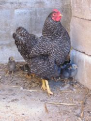 Koekoek hen with chickens