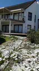 Spring daisies in indigenous ocean side garden