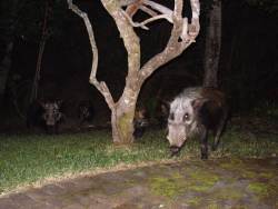 Bush pigs in garden