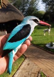 Woodland Kingfisher