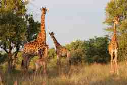 Giraffes