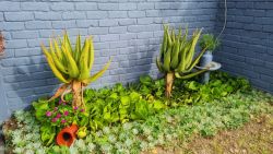 Garden Sheilas