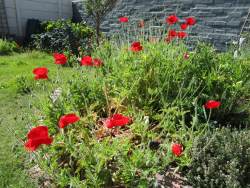 Spring poppies