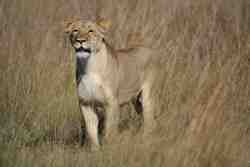 GD Animal 3