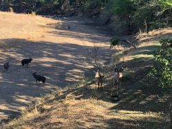 Animals from viewing deck