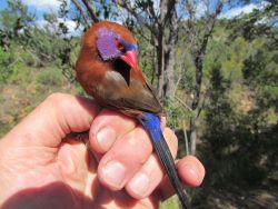 Bird watching and birding weekends available.