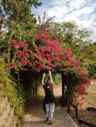 Walk way with bougenvillias