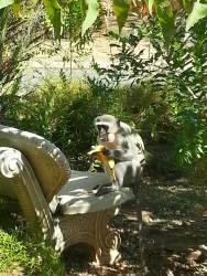 Delightful wildlife in the resort including Nglals, impala, monkeys, bird life and hippos