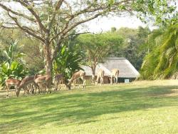 Impala roaming around the Resort.