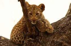 Leopard cub in tree