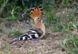 Sibuya Game Reserve and its surrounds is home to nearly 400 bird species