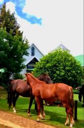 Kaapsehoop horses