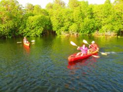 Kayaking through the mangroves